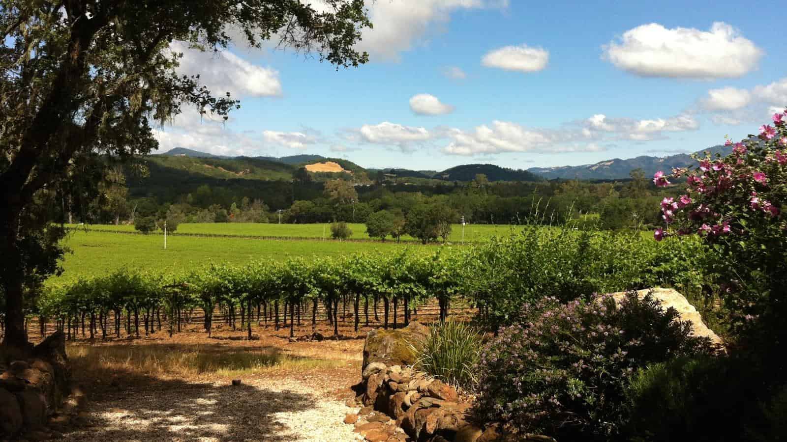 Sonoma Valley winaries view of hills and lush vegitation
