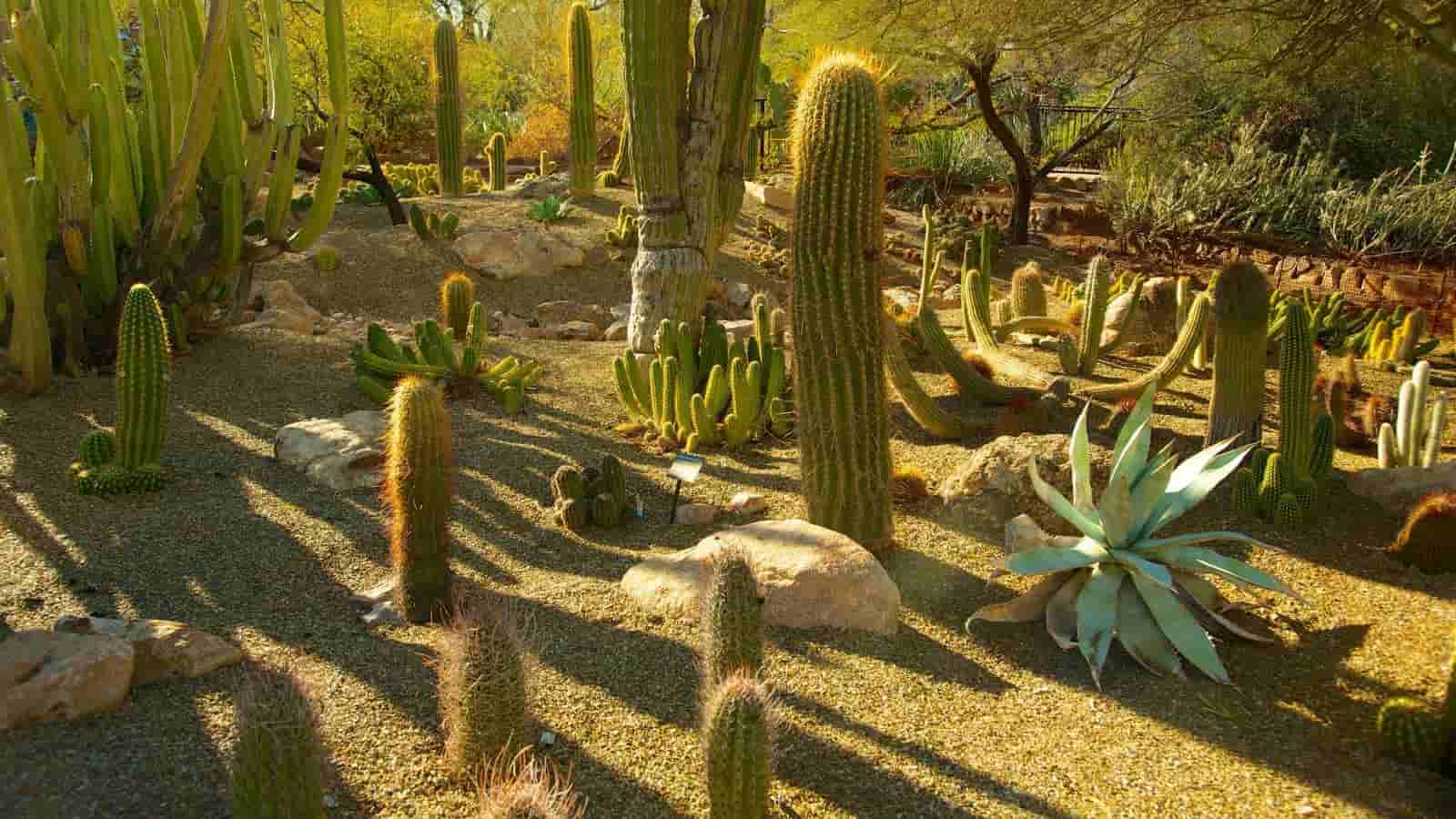 Phoenix's Desert Botanical Garden